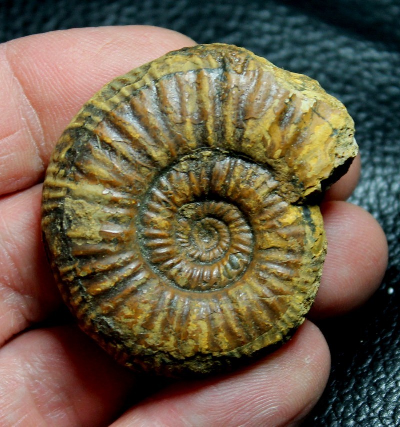 Jurassic ammonite 