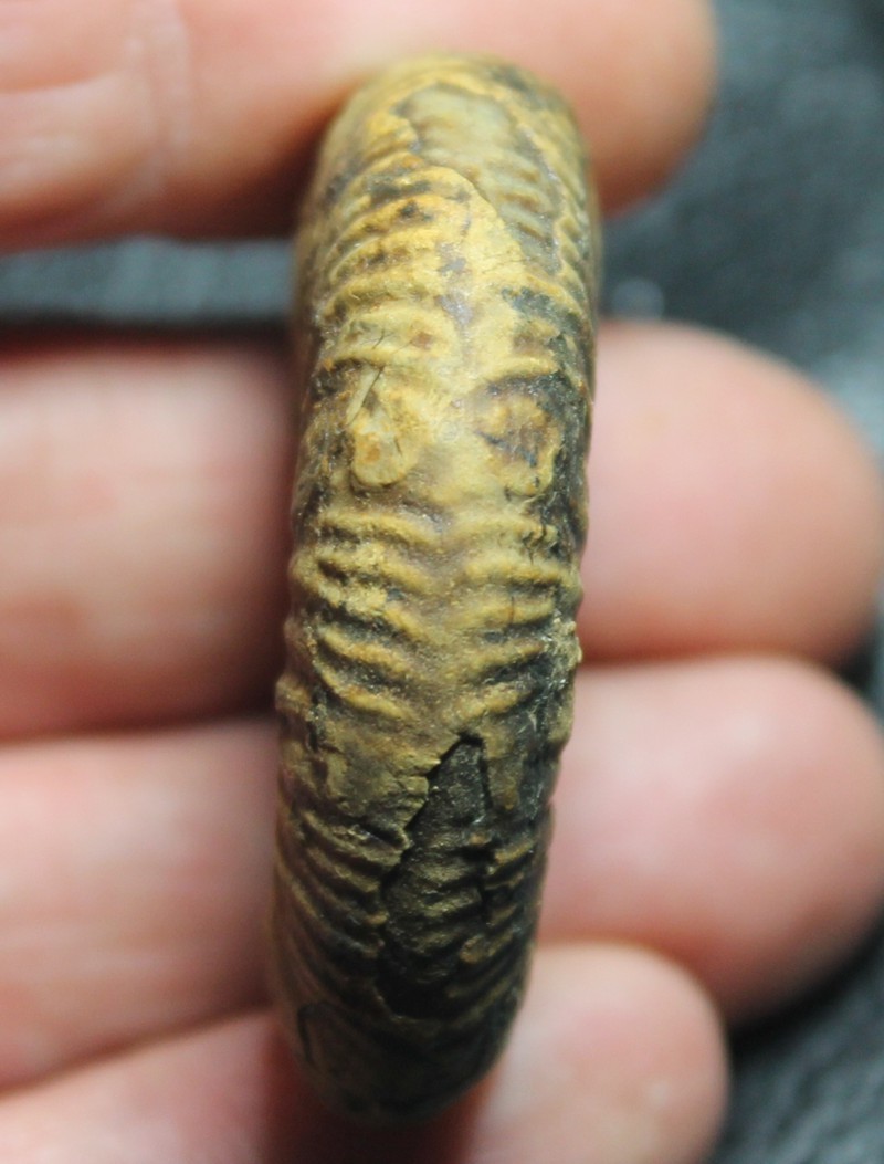 Jurassic ammonite 