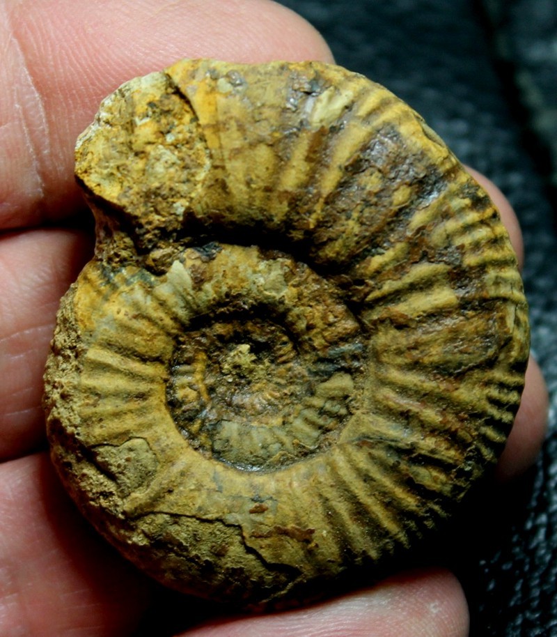 Jurassic ammonite 