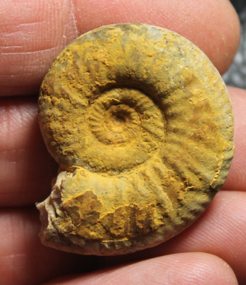 Jurassic ammonite 