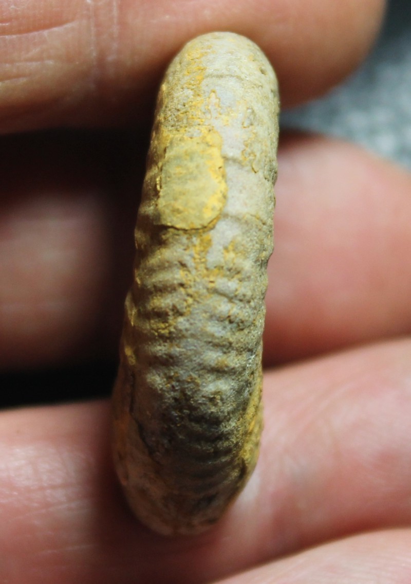 Jurassic ammonite 