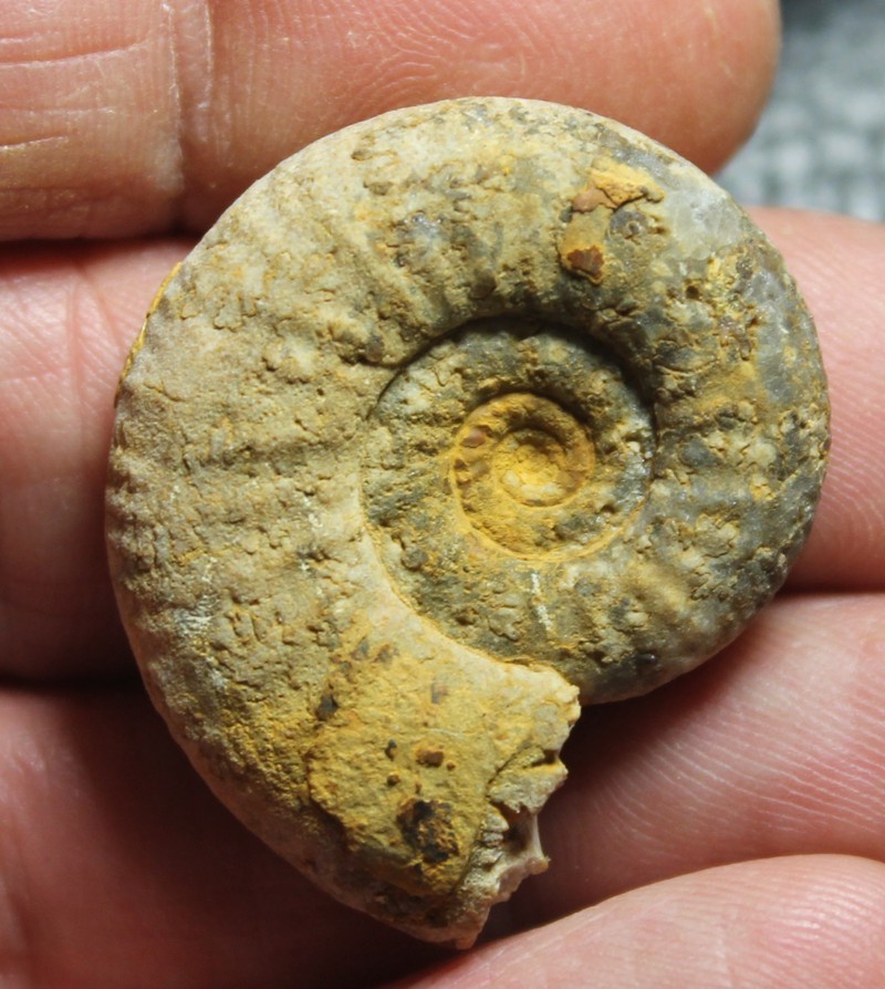 Jurassic ammonite 