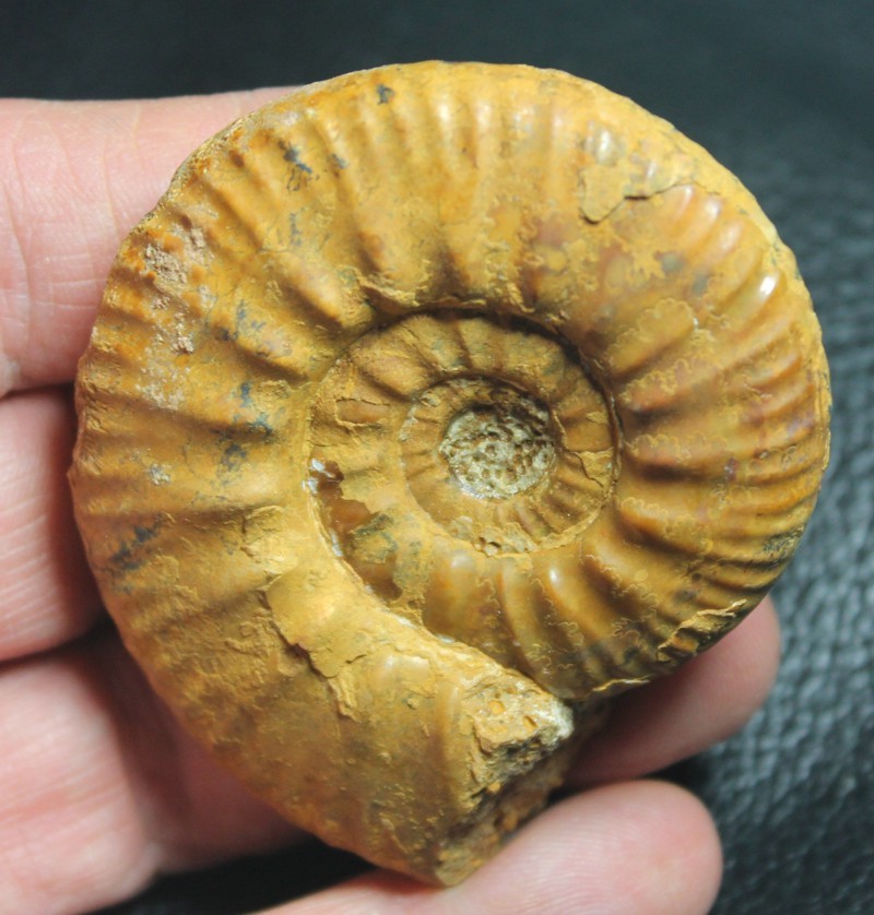 Proplanulites cracoviensis