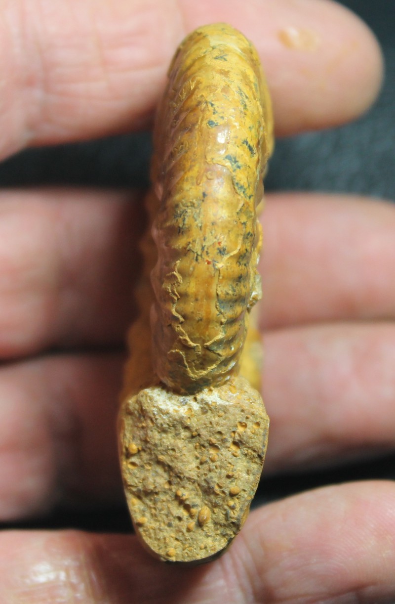 Proplanulites cracoviensis