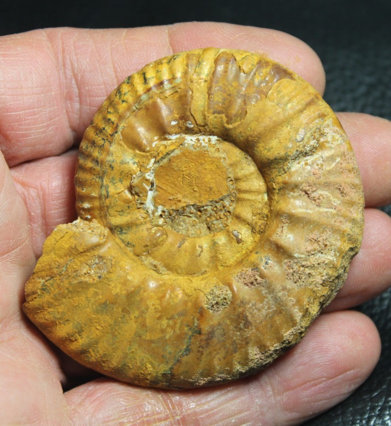 Proplanulites cracoviensis