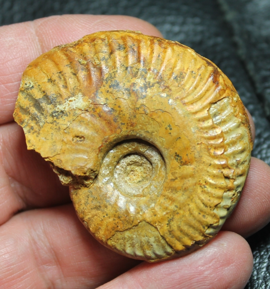 Hecticoceras lunula