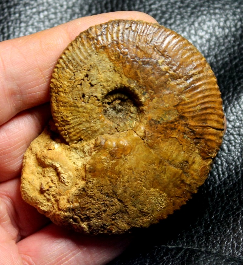 Kosmoceras obductum