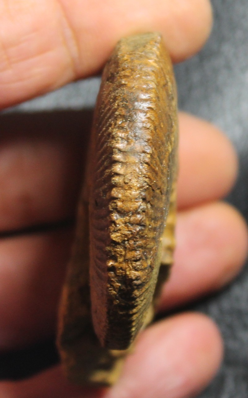 Kosmoceras obductum