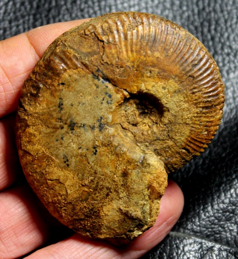 Zugokosmokeras obductum