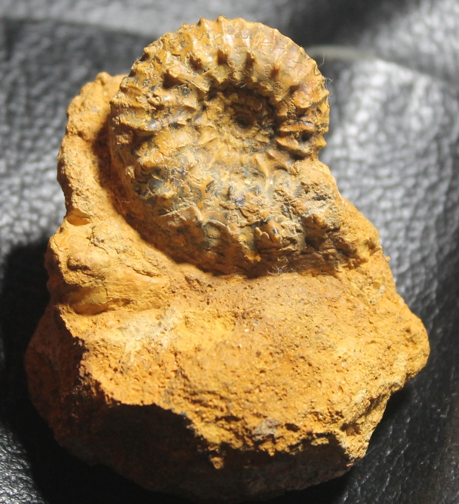 Kosmoceras castor