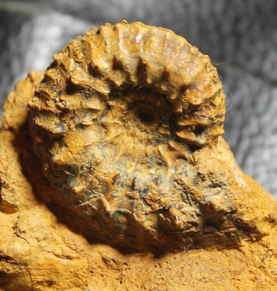 Kosmoceras castor