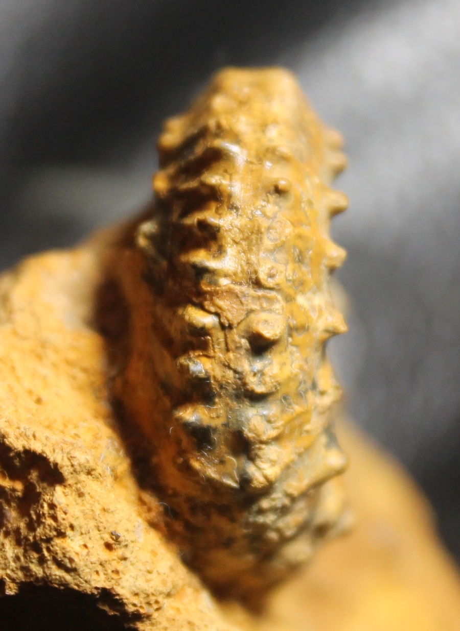 Kosmoceras castor
