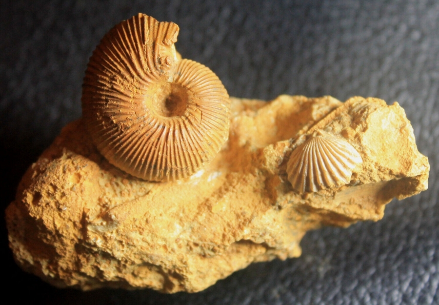 Kosmoceras castor