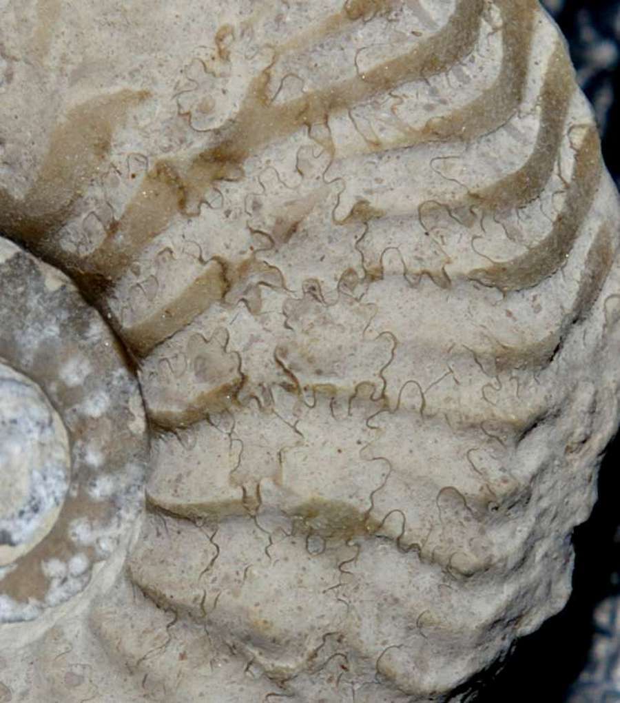 Cardioceras cordatum