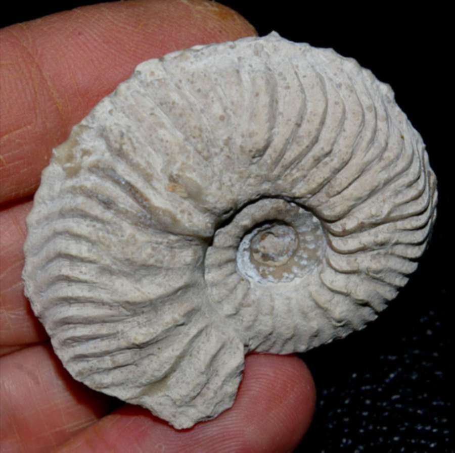 Cardioceras cordatum
