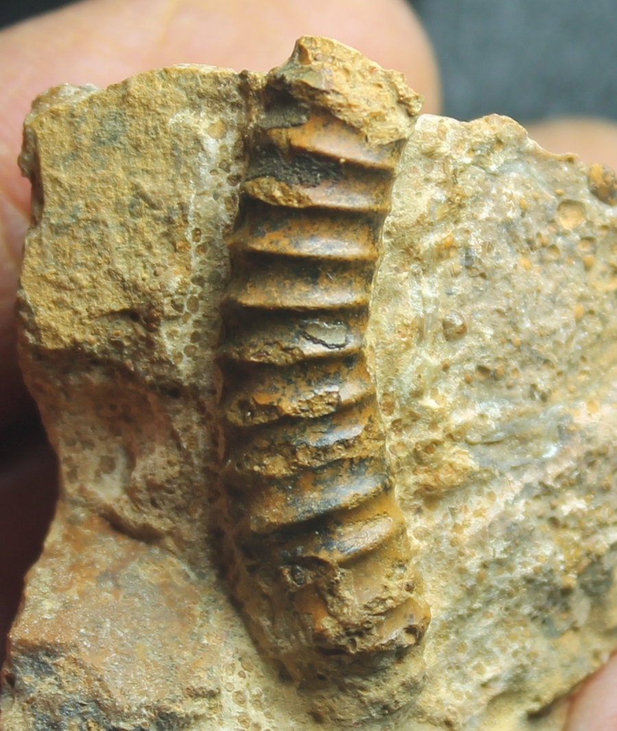 Parapatoceras