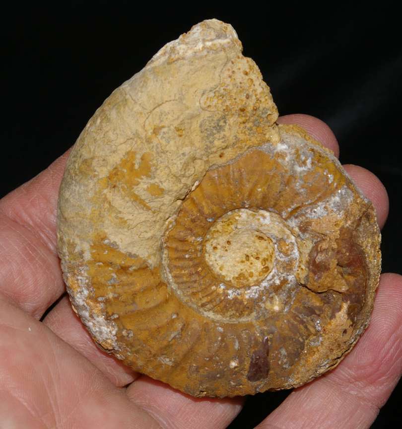 Callovian ammonite