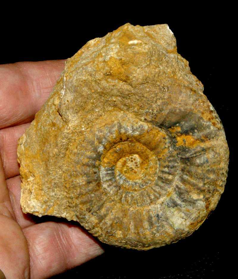 Choffatia pseudoauringera callovian ammonite