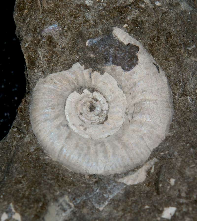 Asphinctites tenuiplicatus