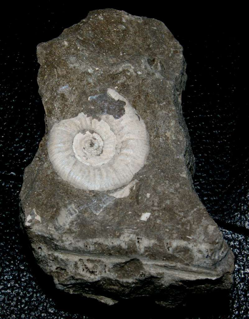 Bathonian ammonite
