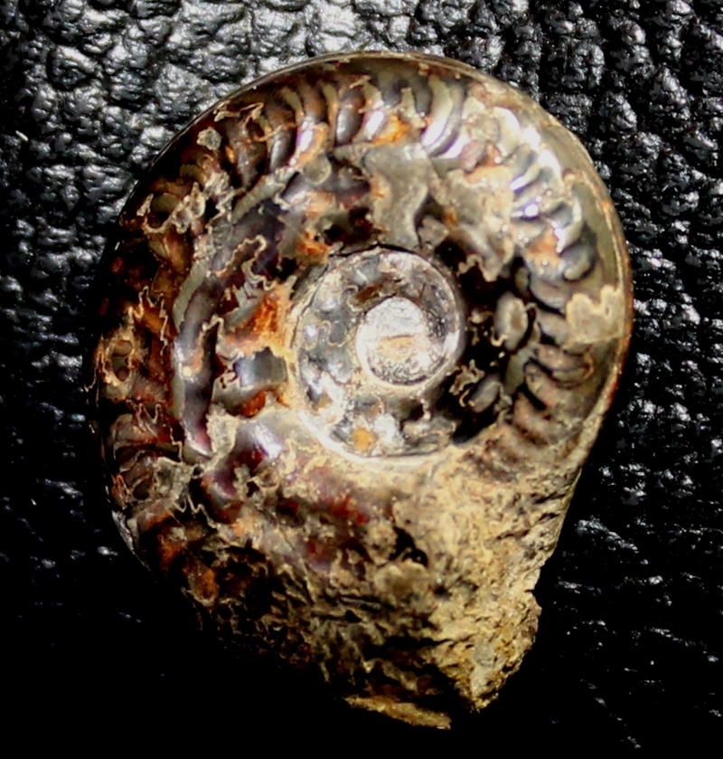 pyrite ammonite
