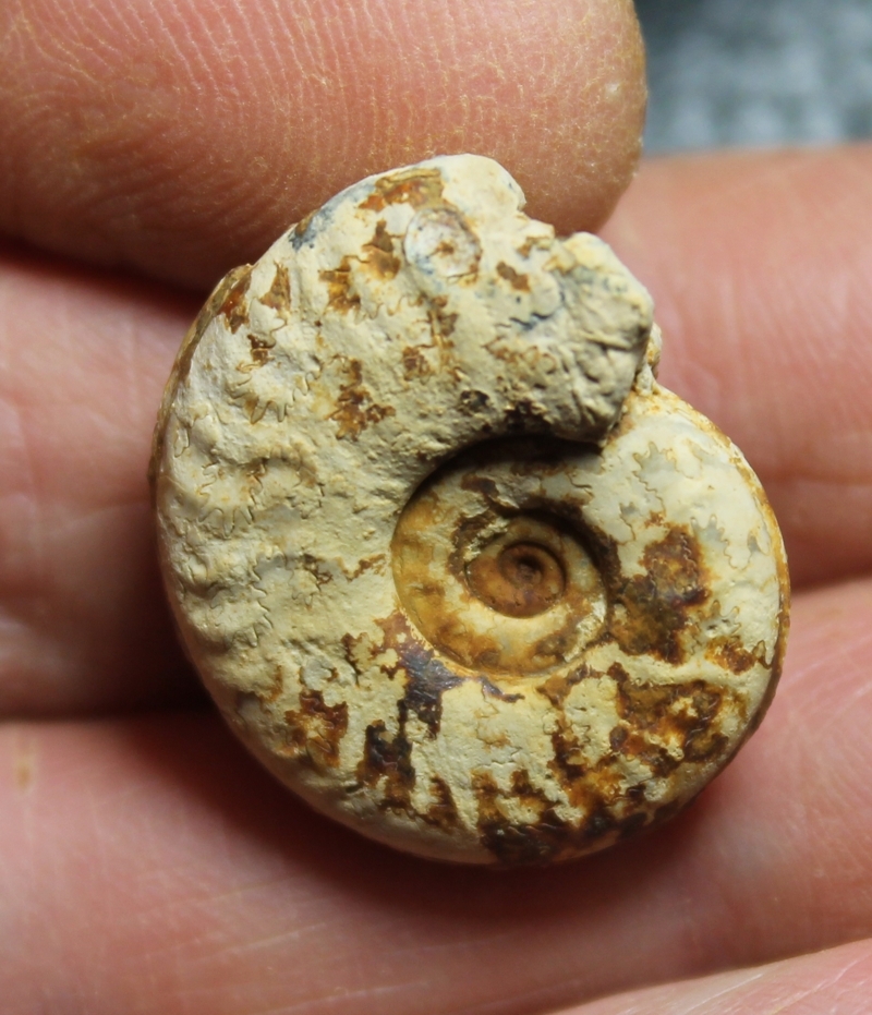 Hildoceras bifrons.jpg