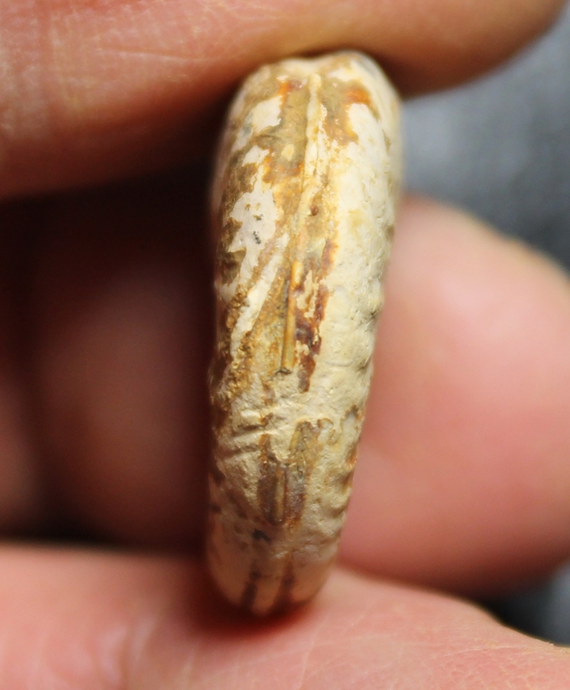 Hildoceras bifrons.jpg