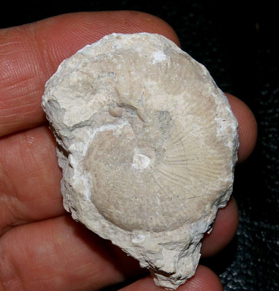 Proscaphites anar