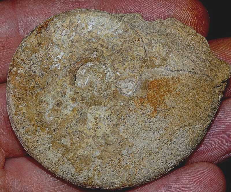 Harpoceras falcifer