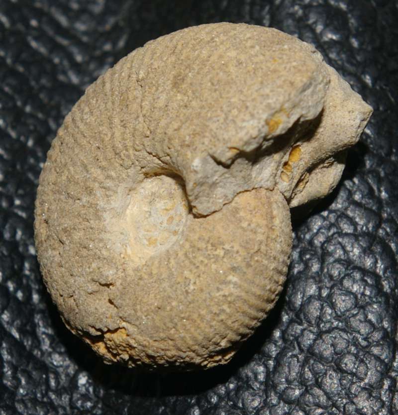 Macrocephalites macrocephalus