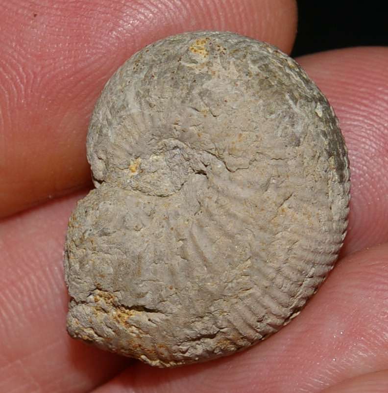 Macrocephalites