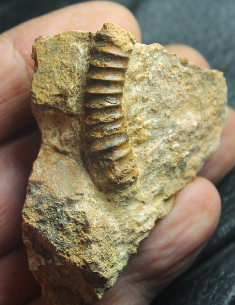 heteromorph ammonite