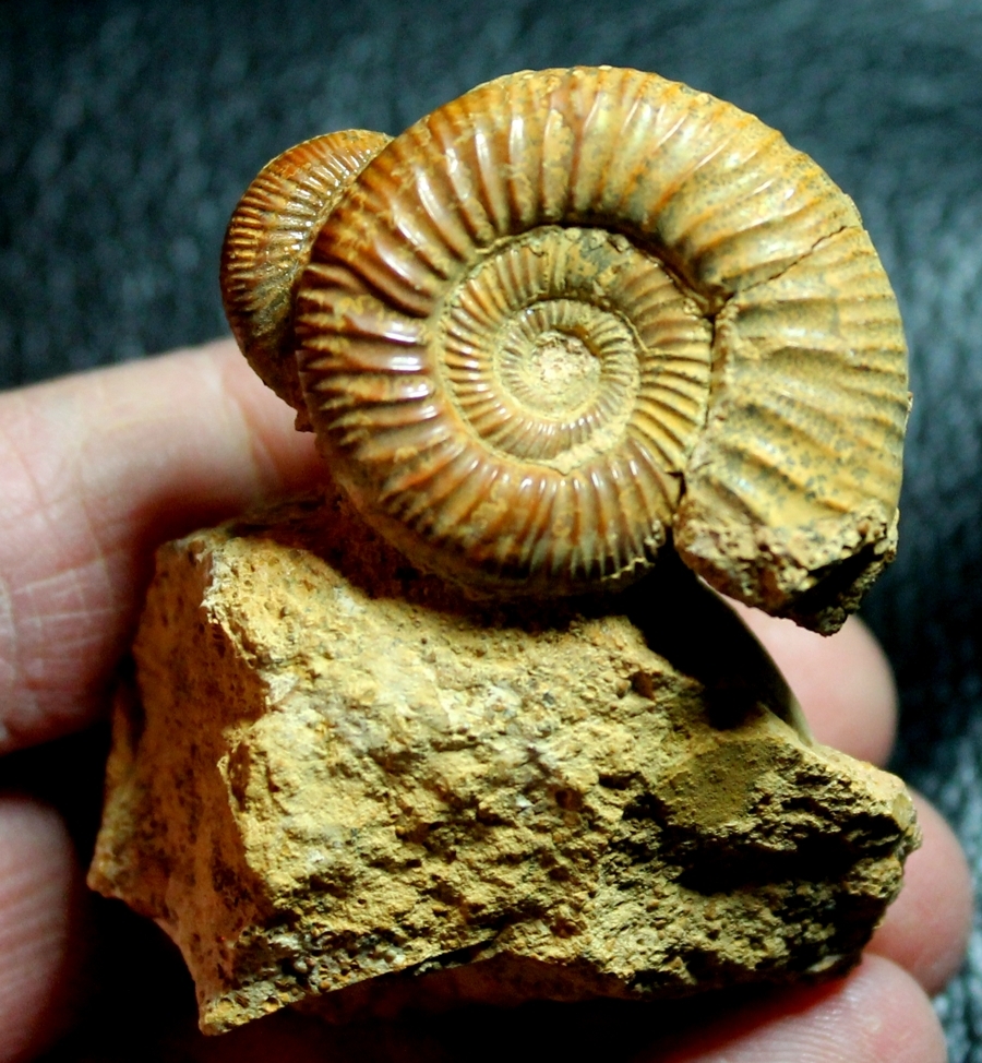 fossil cluster