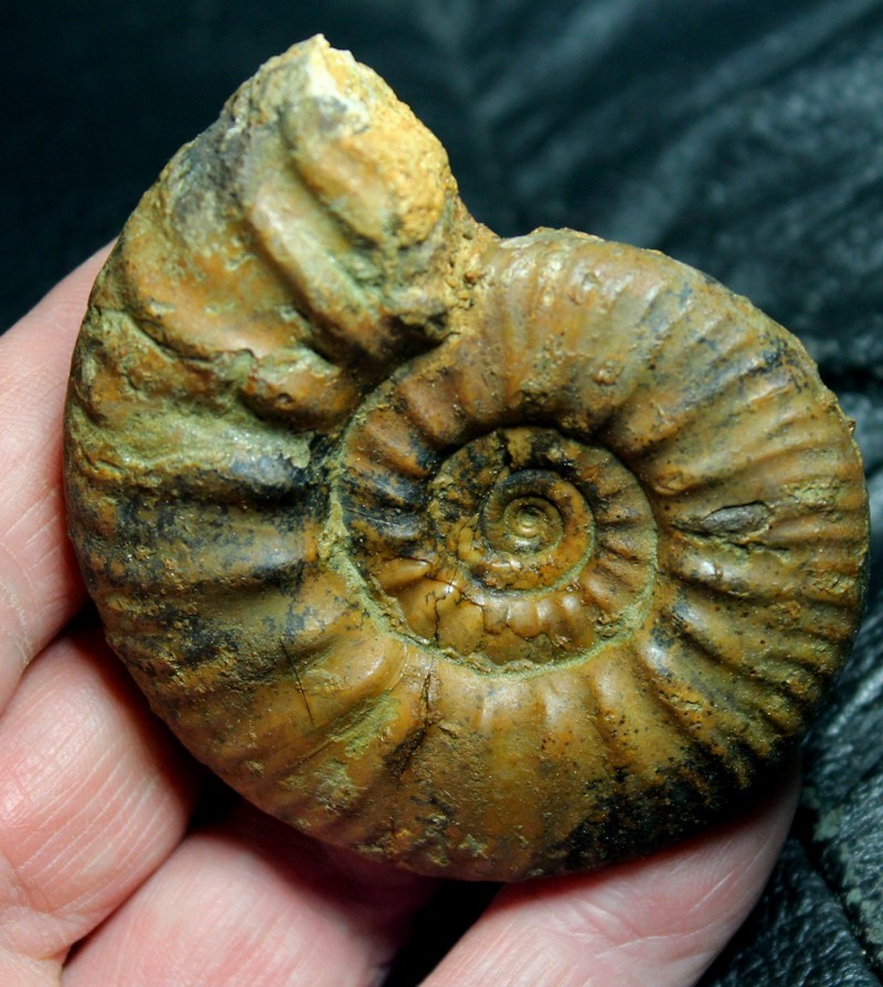 Proplanulites cracoviensis