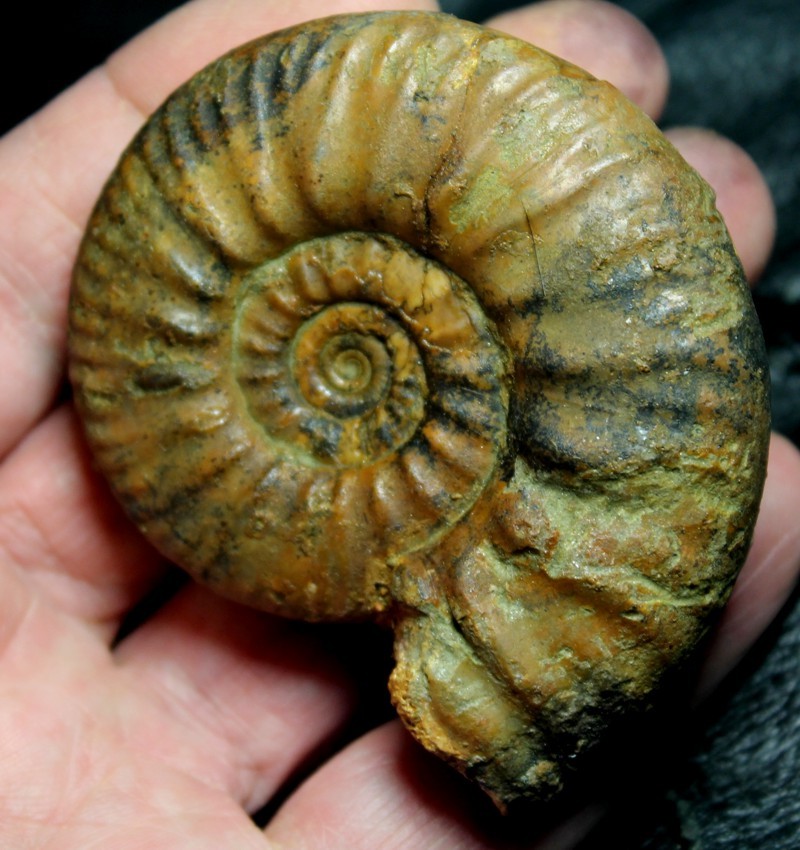 Proplanulites cracoviensis