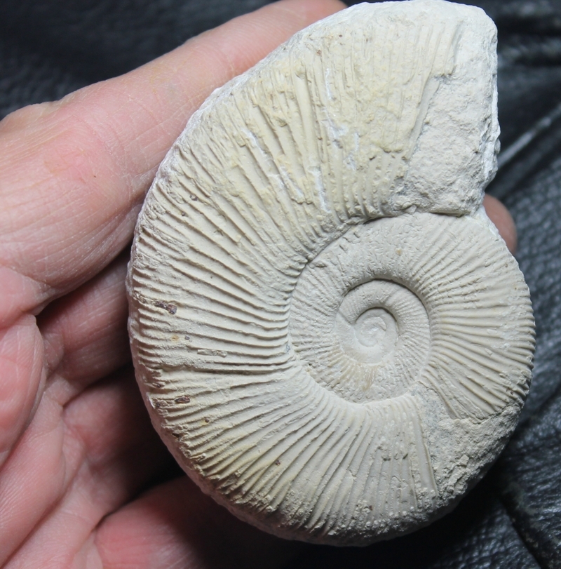 Subdiscosphinctes kreutzi rare ammonite