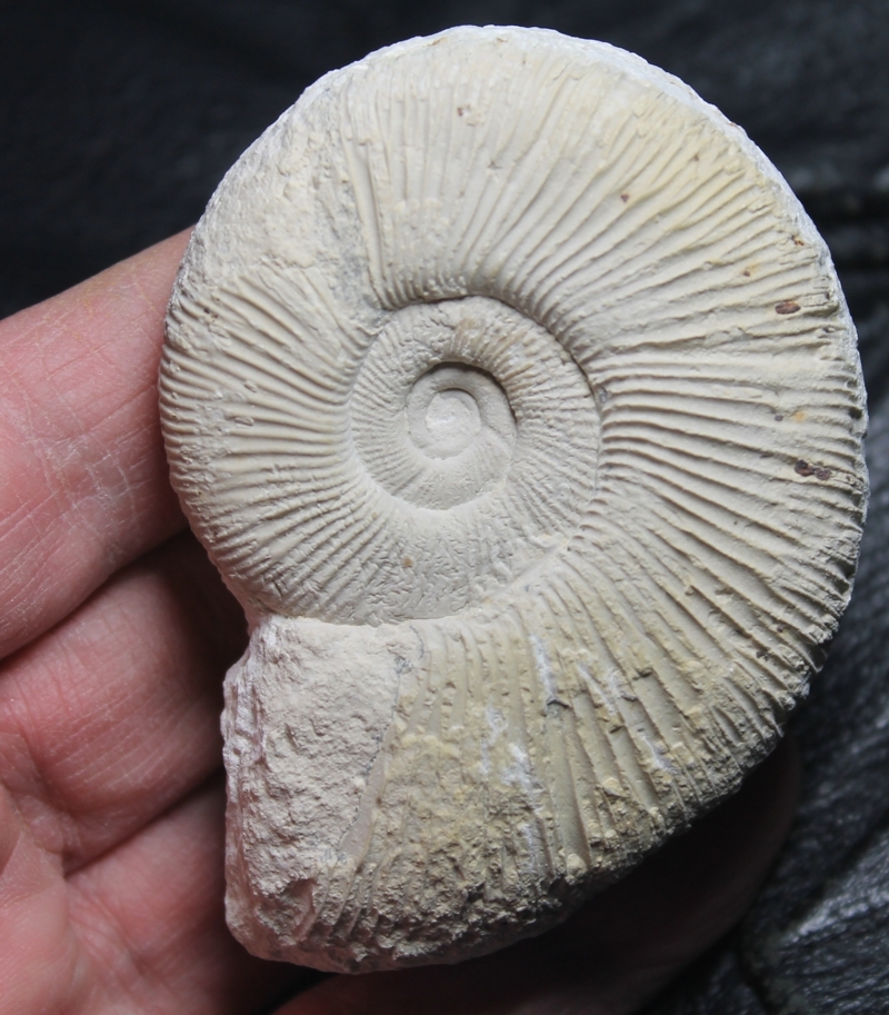 Subdiscosphinctes kreutzi 