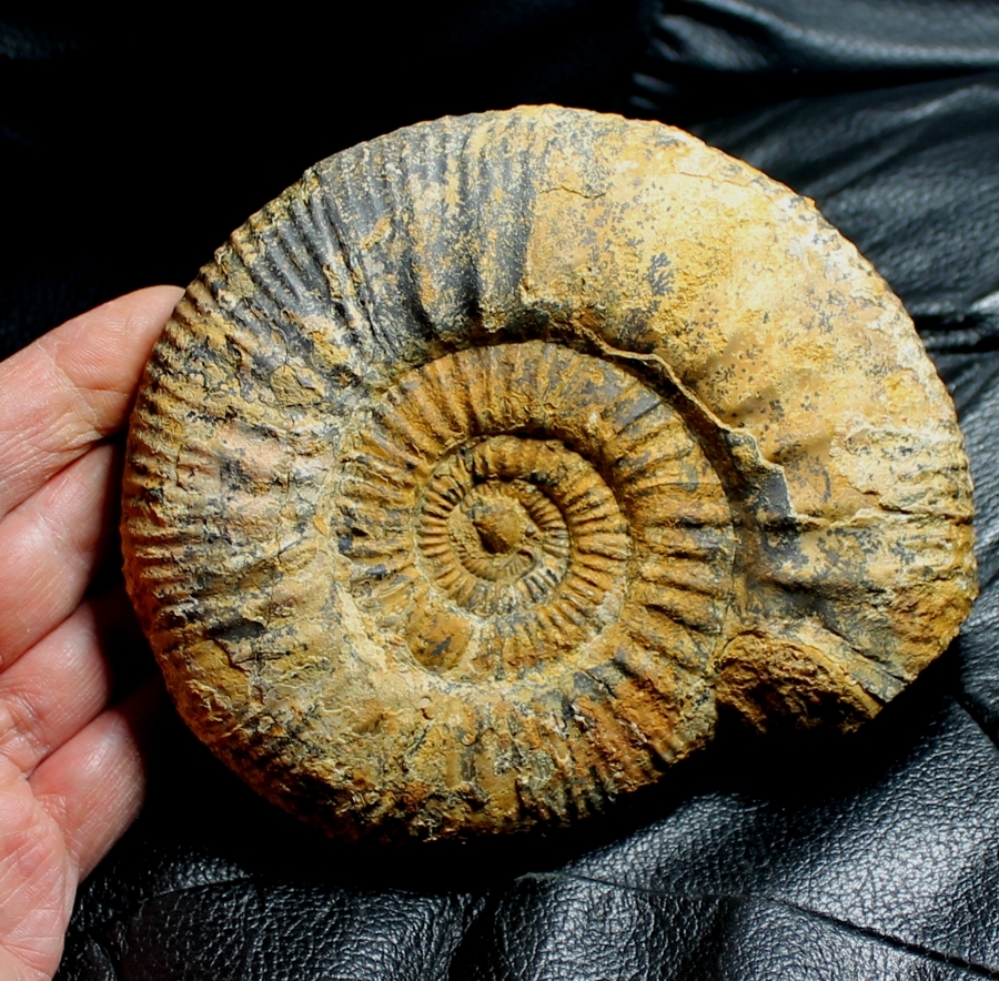 Callovian ammonite Choffatia