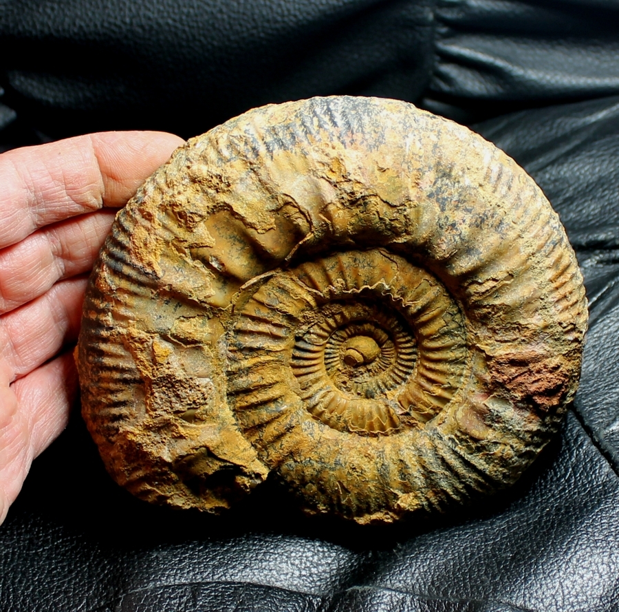 Callovian ammonite Choffatia