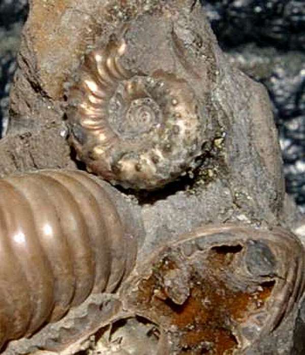 Cosmoceras spinosum