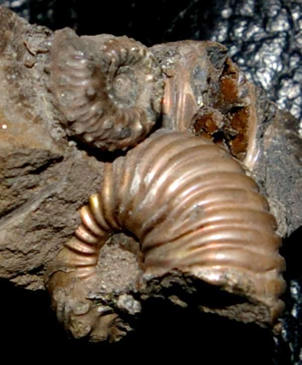 Pyritized ammonite