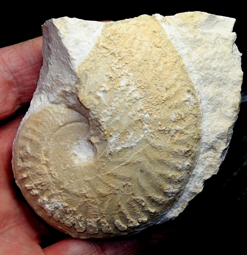 Oxycerites yeovilensis