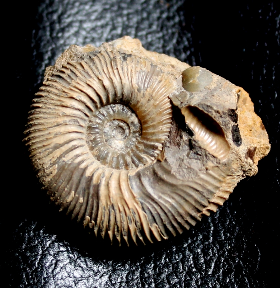 Kepplerites gowerianus
