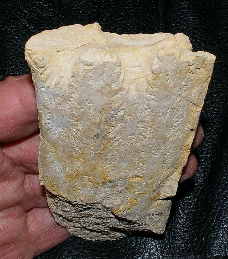 Fossil Baculites.jpg