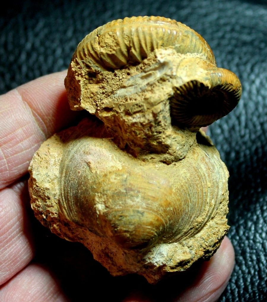 fossil cluster