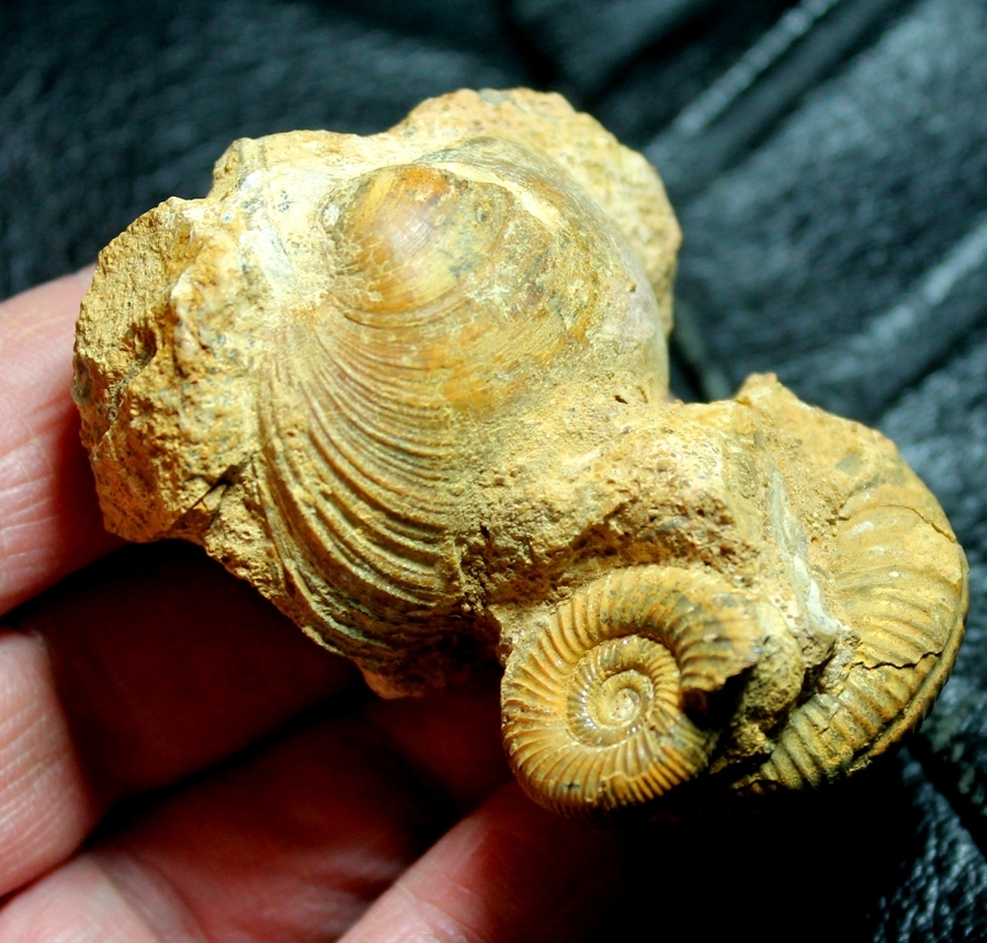 Perisphinctes