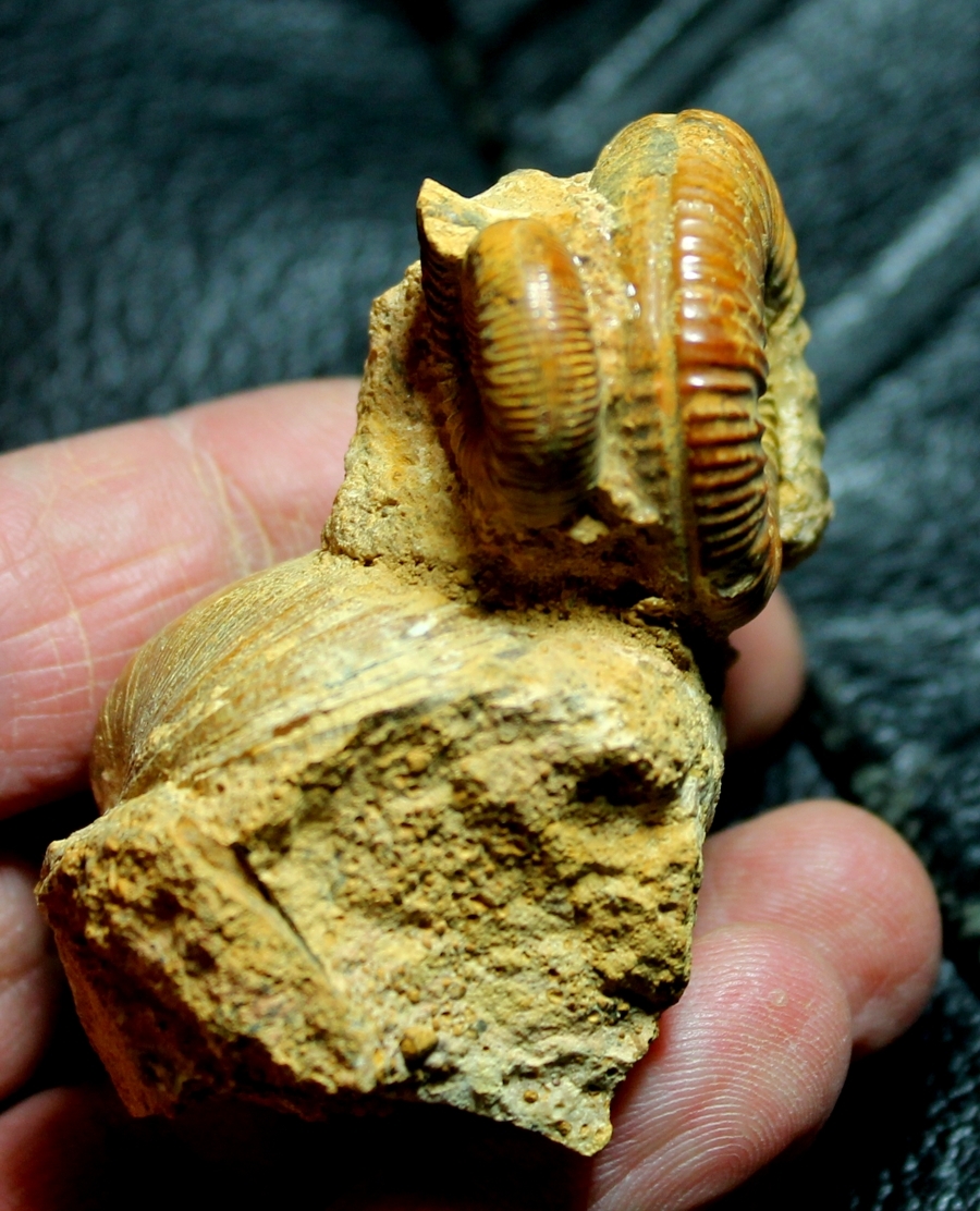 Perisphinctes