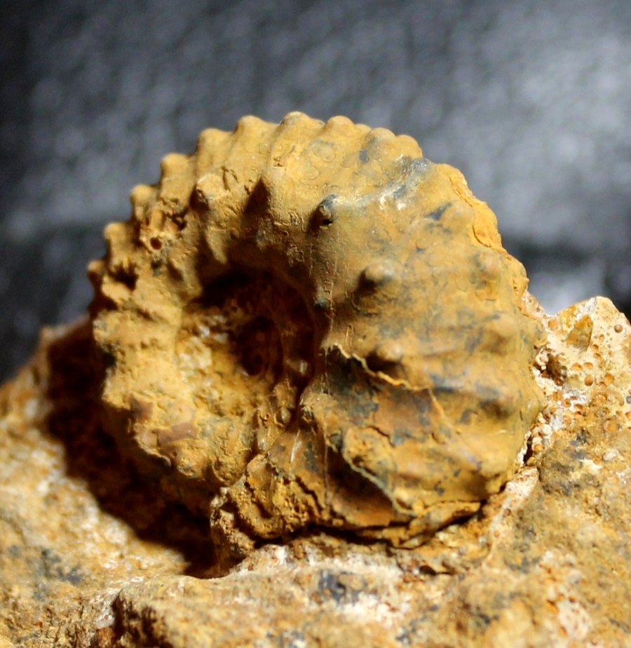  Kosmoceras pollux 