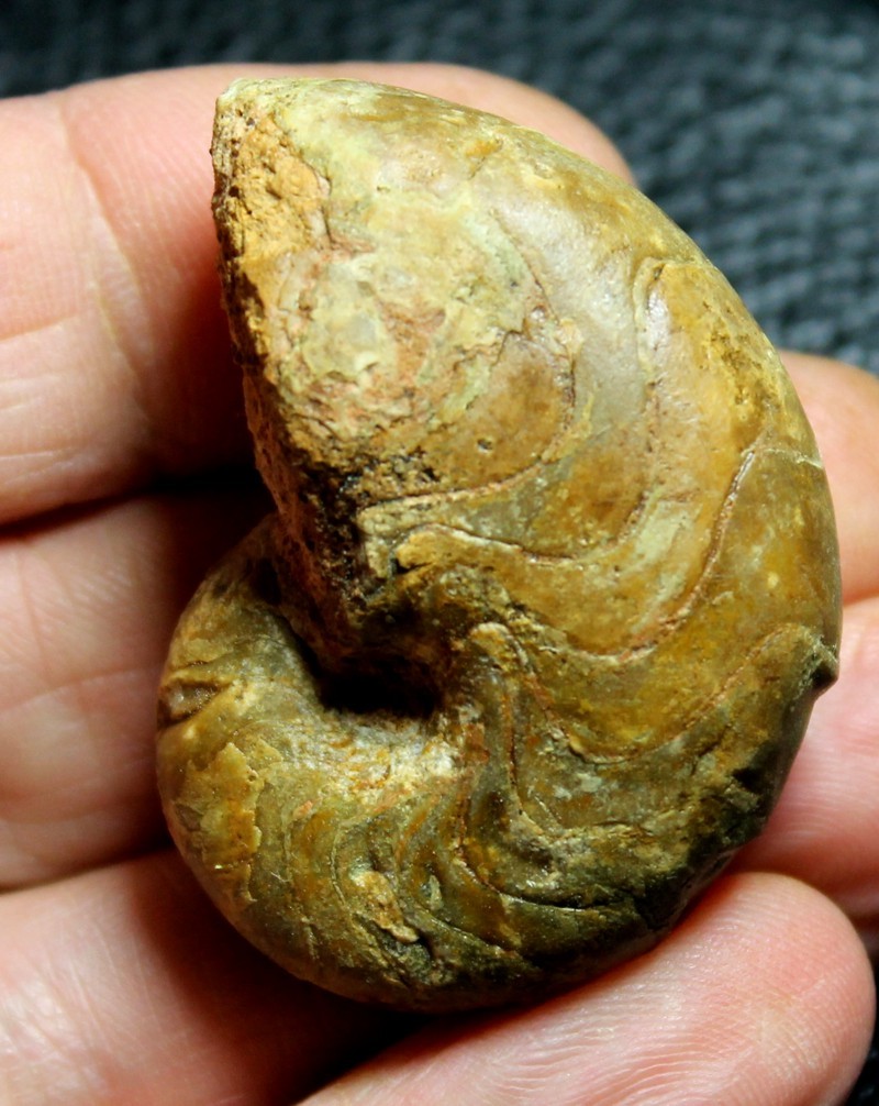 Ammoniten Pseudaganides kutchensis 