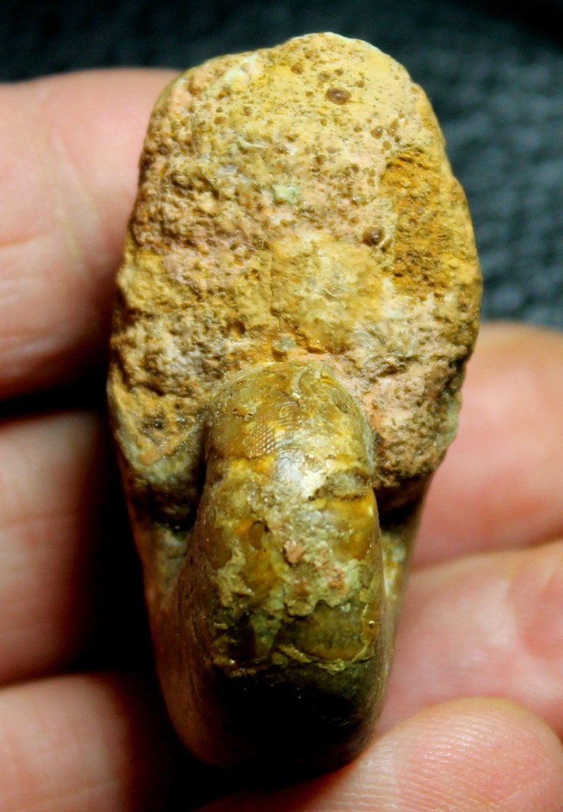Ammoniten Pseudaganides kutchensis 
